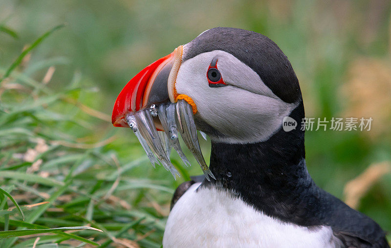 大西洋海雀