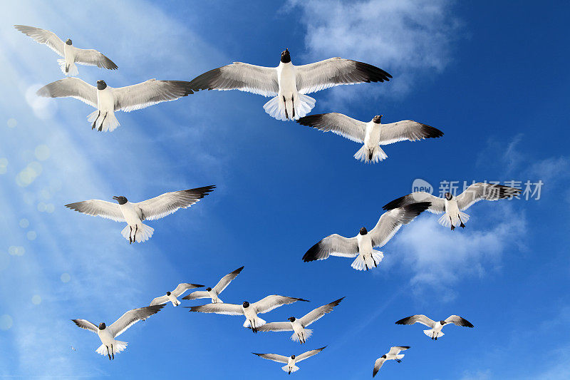 近距离观察一群海鸥飞过晴朗的天空