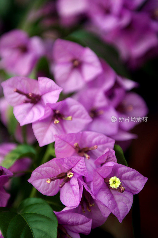 紫色的叶子花属