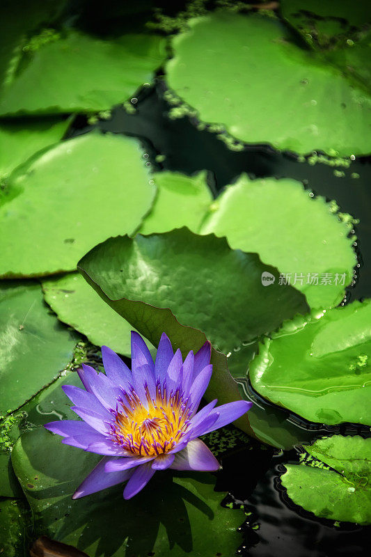 近看美丽的睡莲花漂浮在水上