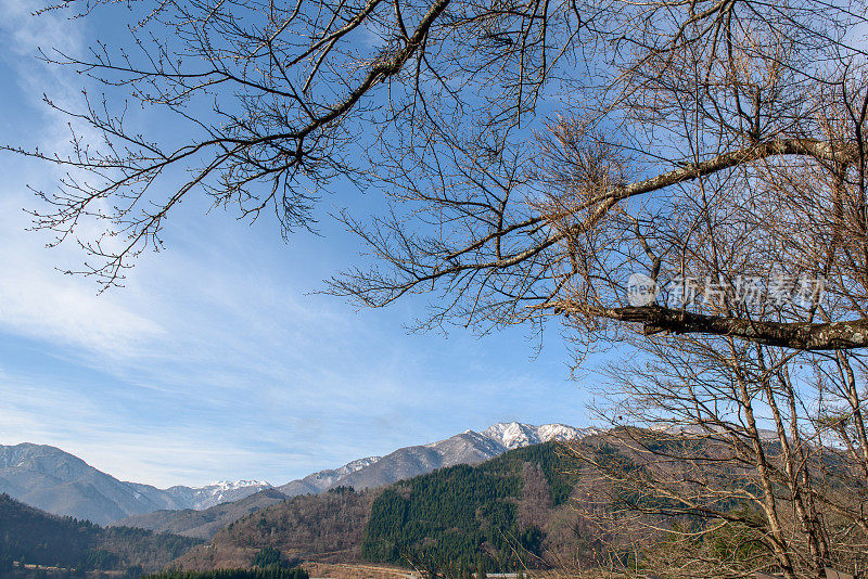 日本高山的山峰和松树