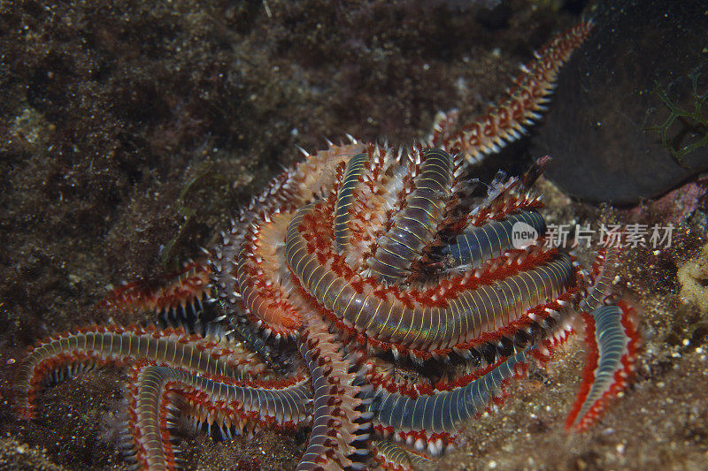 海洋生物群须火蠕虫性和繁殖水下呼吸器潜水员的观点地中海
