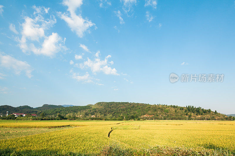 美丽的稻田景观