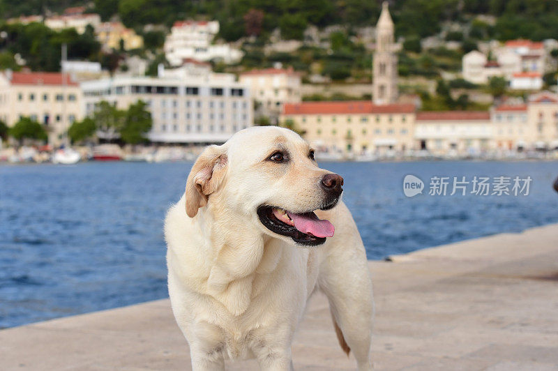 克罗地亚的拉布拉多寻回犬