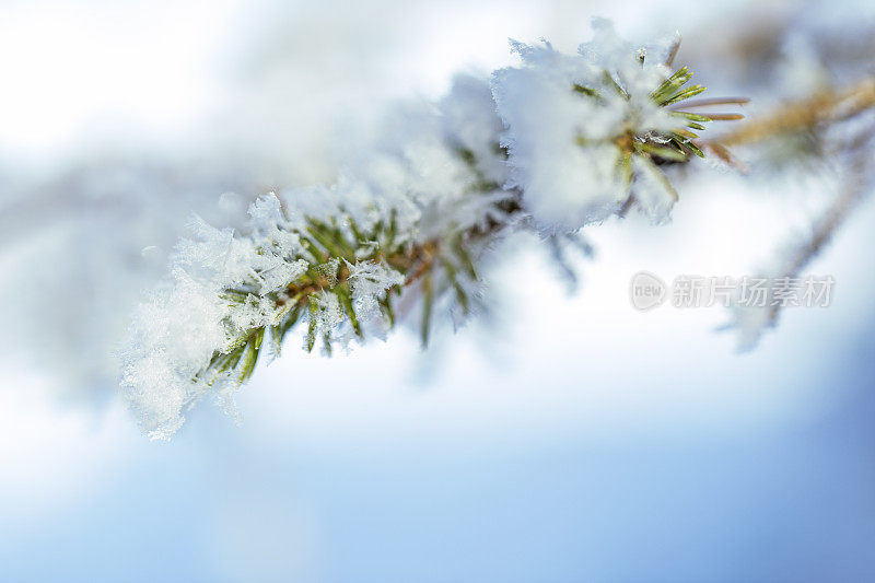 云杉树枝上的雪花