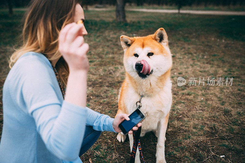 一名女子用智能手机训练她的日本秋田犬