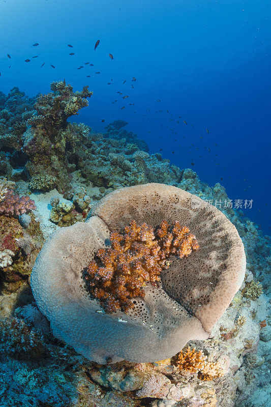 珊瑚礁自然和野生动物水下海洋生物水肺潜水员的观点水下照片