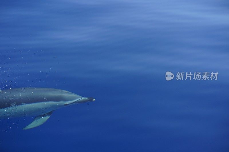 海豚(鲸类)游泳的侧面