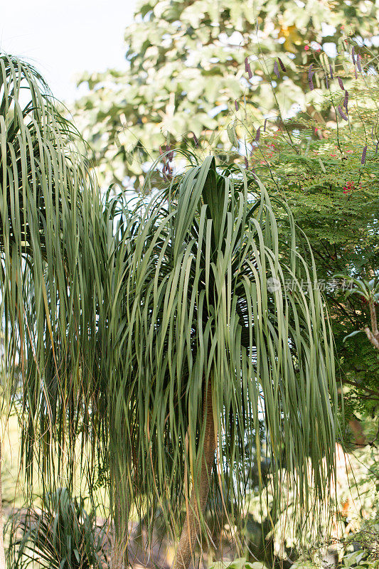 热带植物