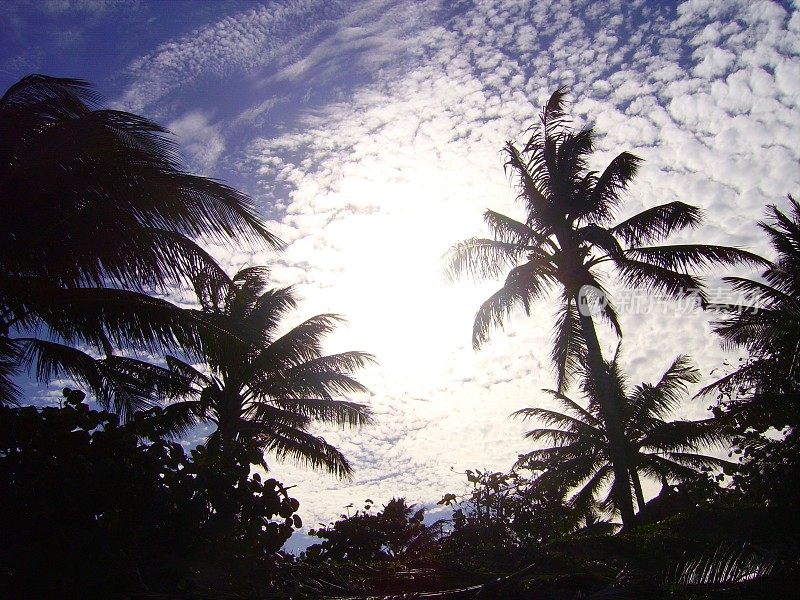 多米尼加共和国卡巴雷特的棕榈树