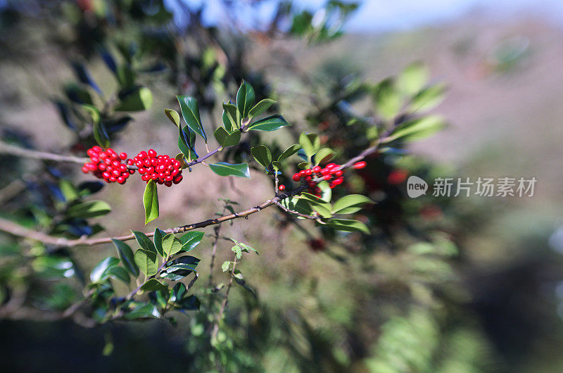 冬青灌木与浆果Lensbaby选择性聚焦