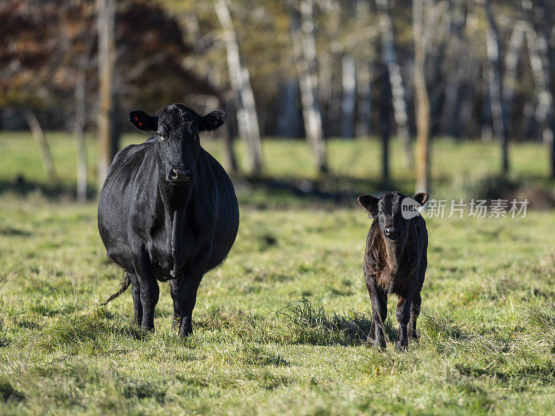 一头母牛和她的小牛
