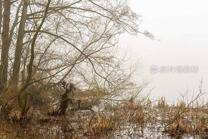 苏格兰湖上枯萎的芦苇