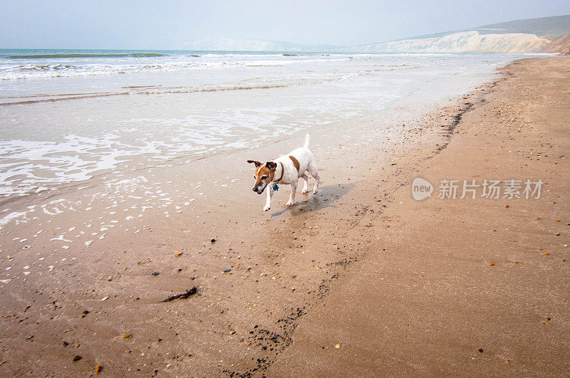 英格兰怀特岛海滩上的杰克罗素梗犬