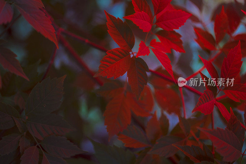 神秘的森林，植物园里一棵五彩缤纷的树叶