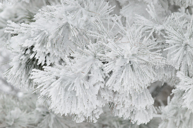 霜树