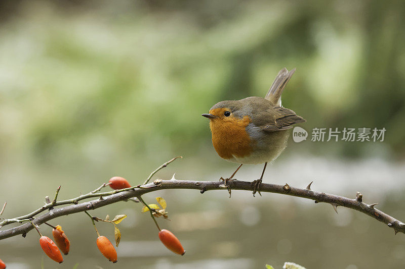 罗宾(红心rubecula)