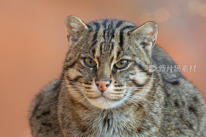 一只钓鱼的猫的肖像