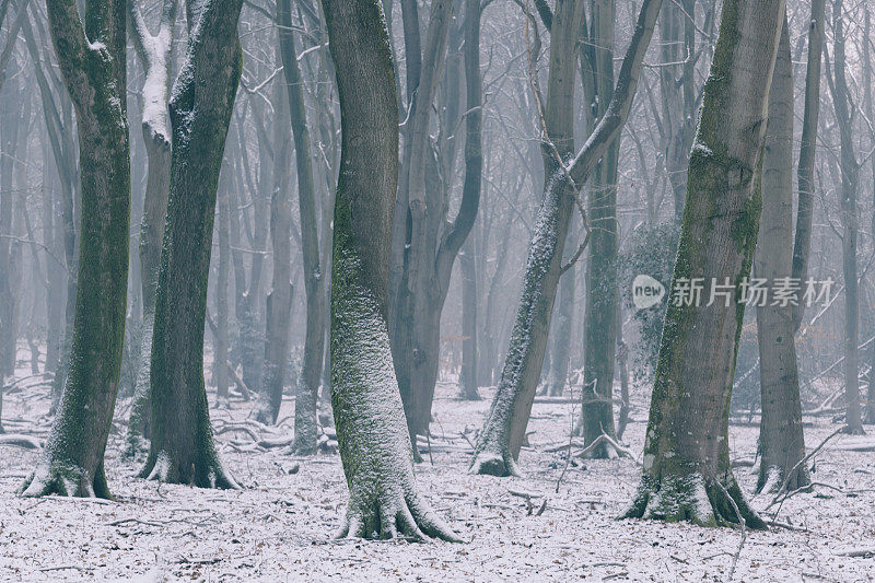 在寒冷的雪天，山毛榉树具有戏剧性的形状在薄雾和积雪的森林