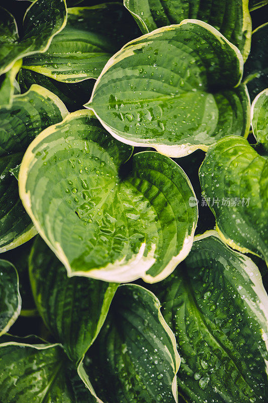 青花玉簪叶带雨