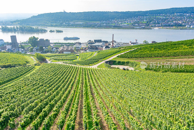 葡萄园在低森林纪念碑纪念碑Rüdesheim，德国