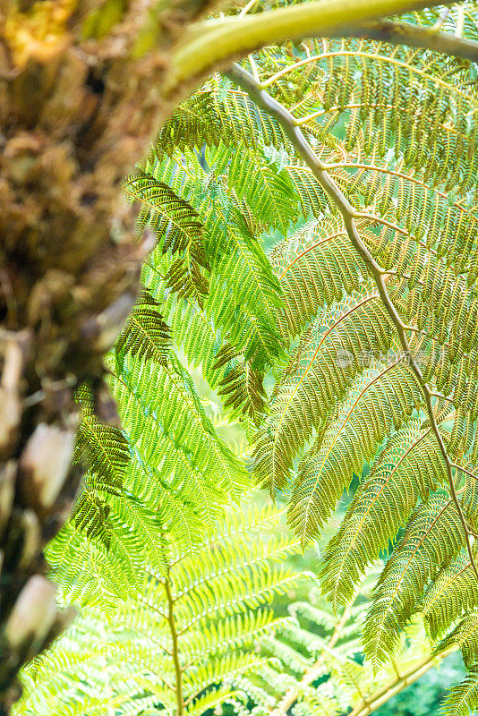 蕨类植物的叶子和茎。Cyatheales