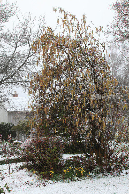 雪中扭曲的榛树
