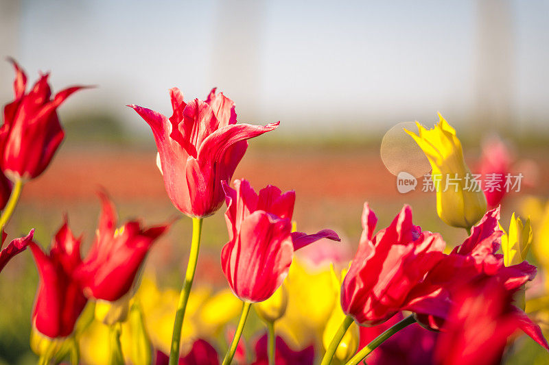 在荷兰，春天的夕阳下，田野里五颜六色的郁金香花品种繁多