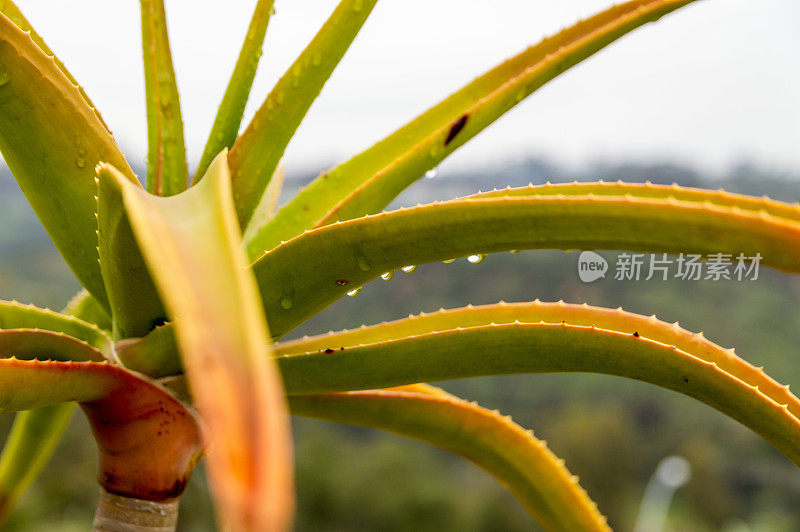 加利福尼亚圣地亚哥暴雨后的仙人掌和肉质植物