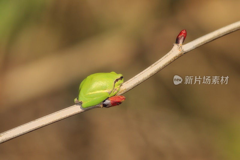 绿色或南方的雷奈特