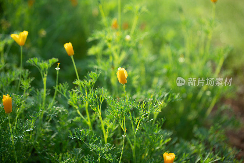 在春天的阳光下，紫荆花盛开