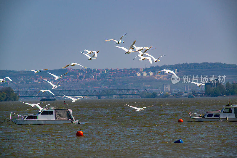 塞尔维亚贝尔格莱德多瑙河岸边的天鹅