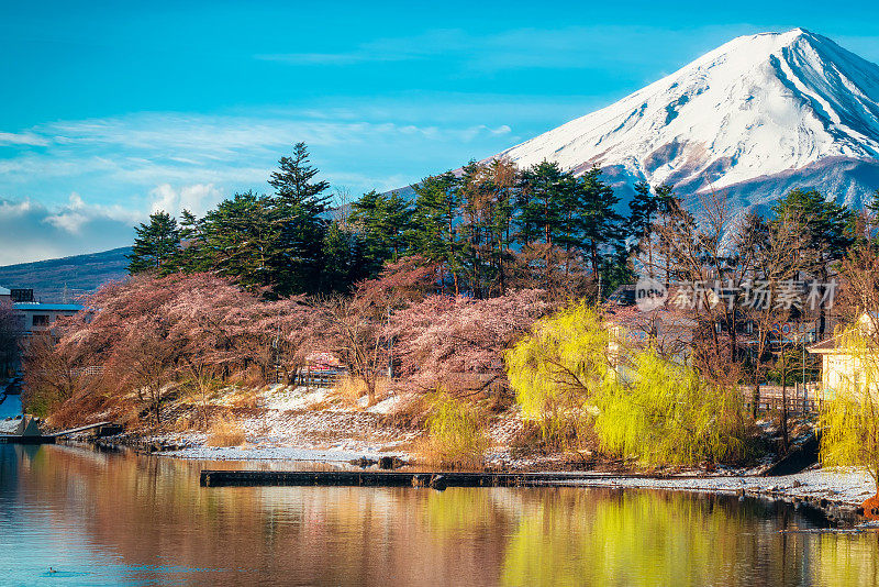 日本东京附近的山梨县，川口千子湖的富士山上盛开的樱花