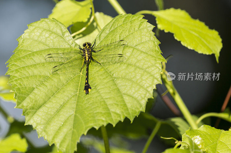 眼镜蛇俱乐部的尾巴蜻蜓