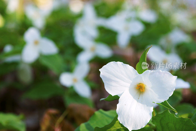 白色Trillium特写