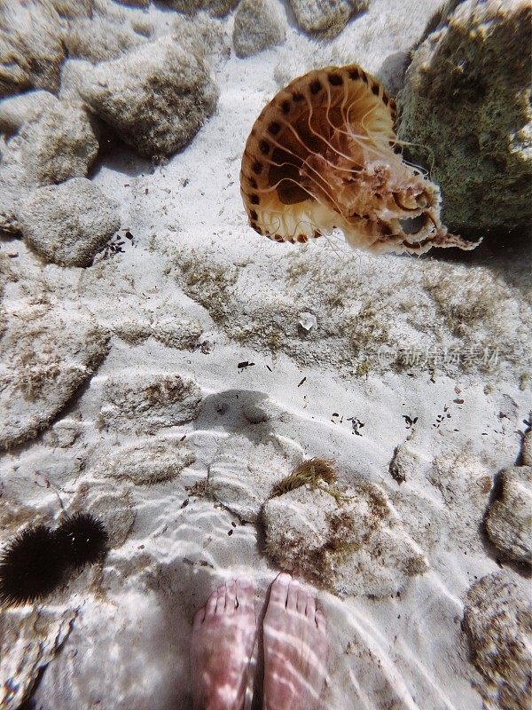 地中海亚得里亚海棕色水母