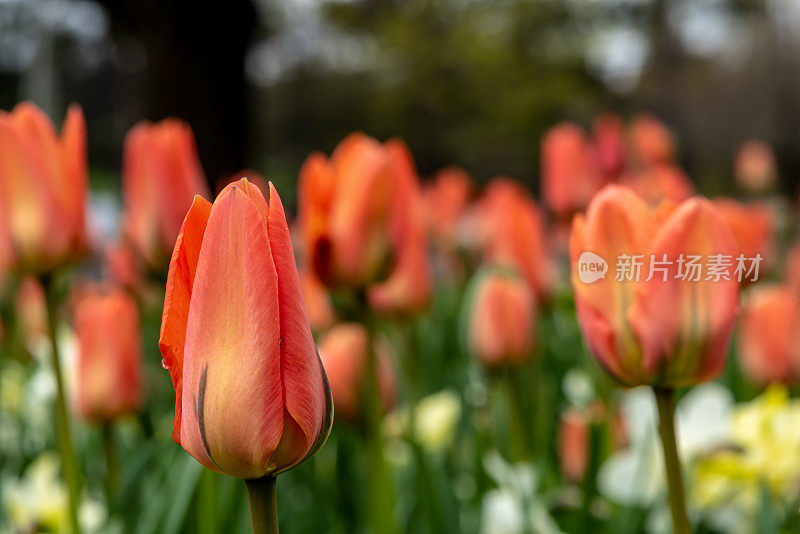 在加拿大郁金香节上的雨滴与郁金香特写，渥太华，加拿大