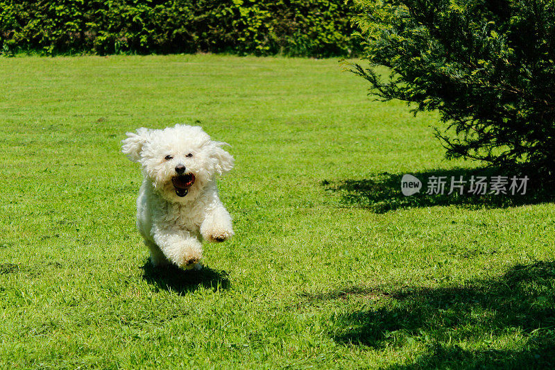 顽皮的小狗，比熊