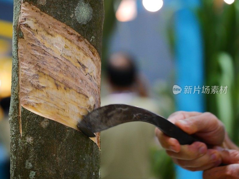 在橡胶树上收集乳胶