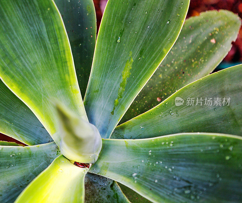 雨后丝兰植物湿