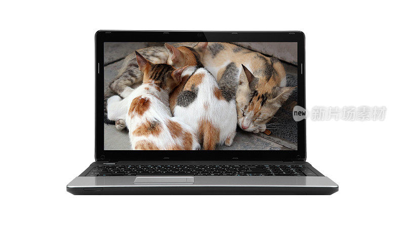 猫的家庭在笔记本电脑屏幕上