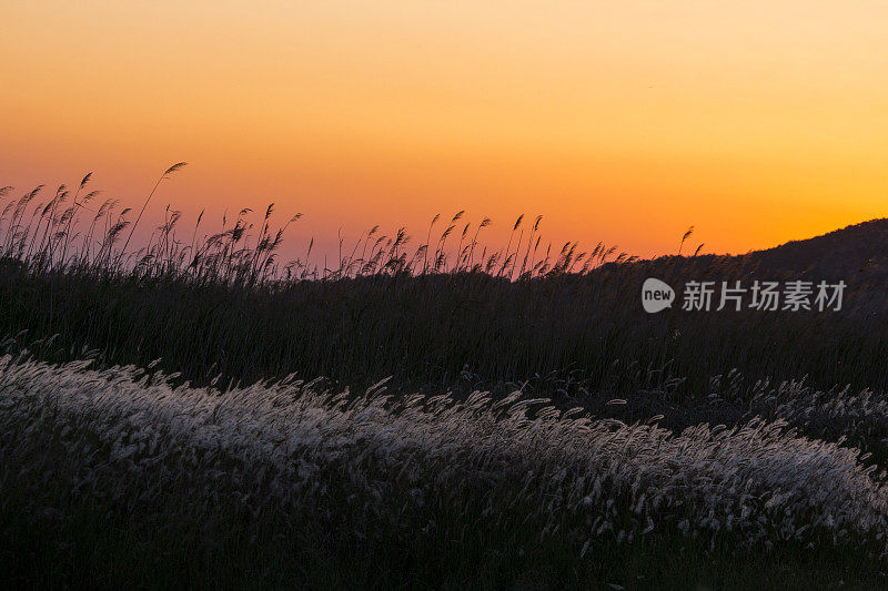 辉光和燕子花，风和山VH517