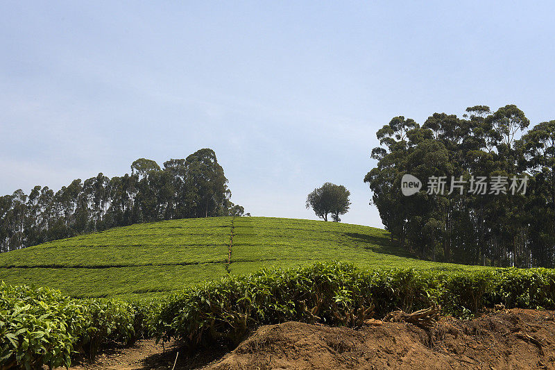 卢旺达靠近Nyungwe森林的茶园