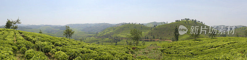 卢旺达靠近Nyungwe森林的茶园