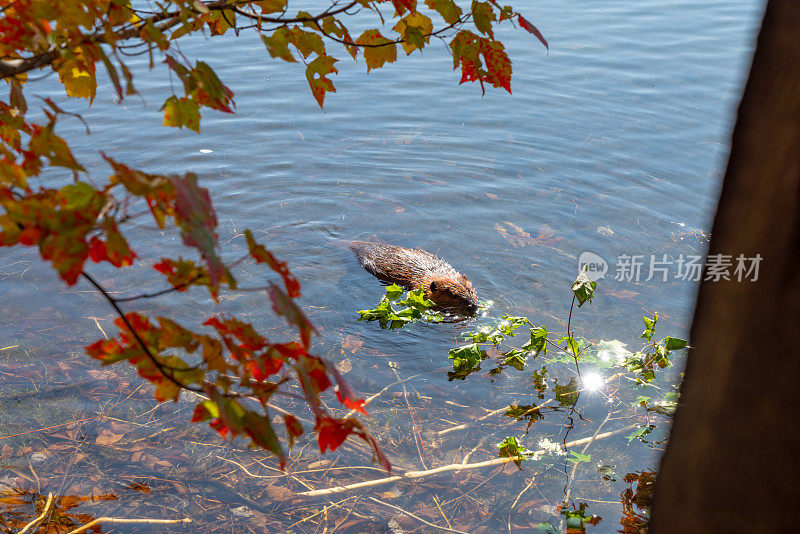 加拿大安大略省亨茨维尔市箭头省公园五月花湖上的秋色。