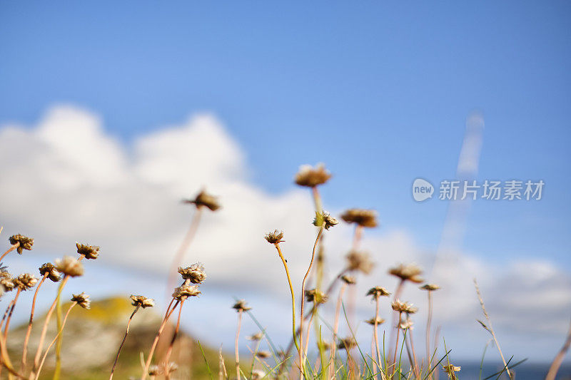 9月下旬，在一个阳光明媚的秋日，在纽基，康沃尔的庞泰尔悬崖上，野海竹花。