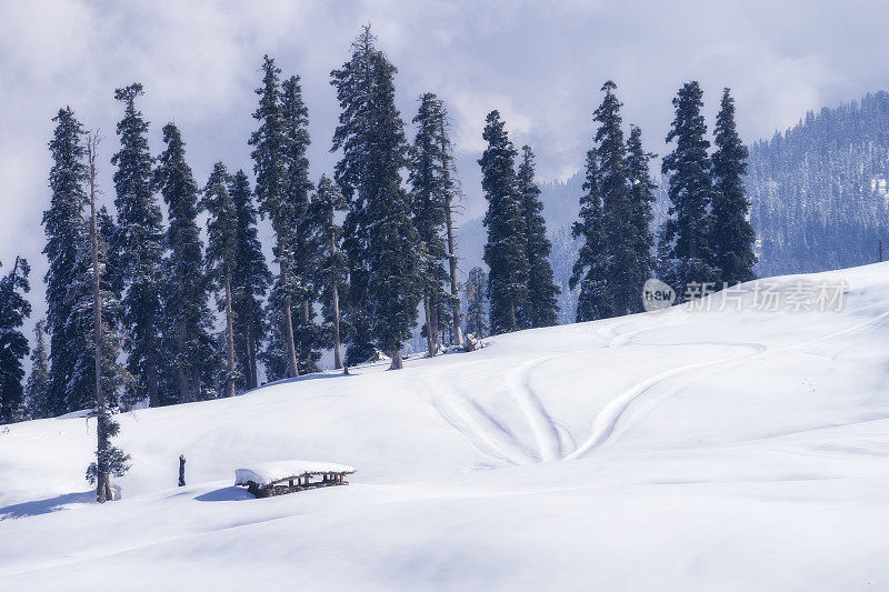 雪山松树的美景。