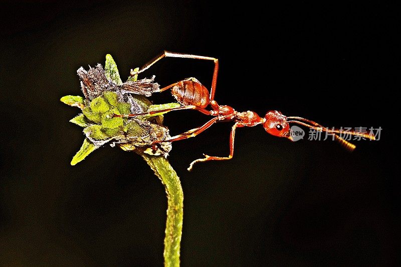 蚂蚁爬上干花花粉。