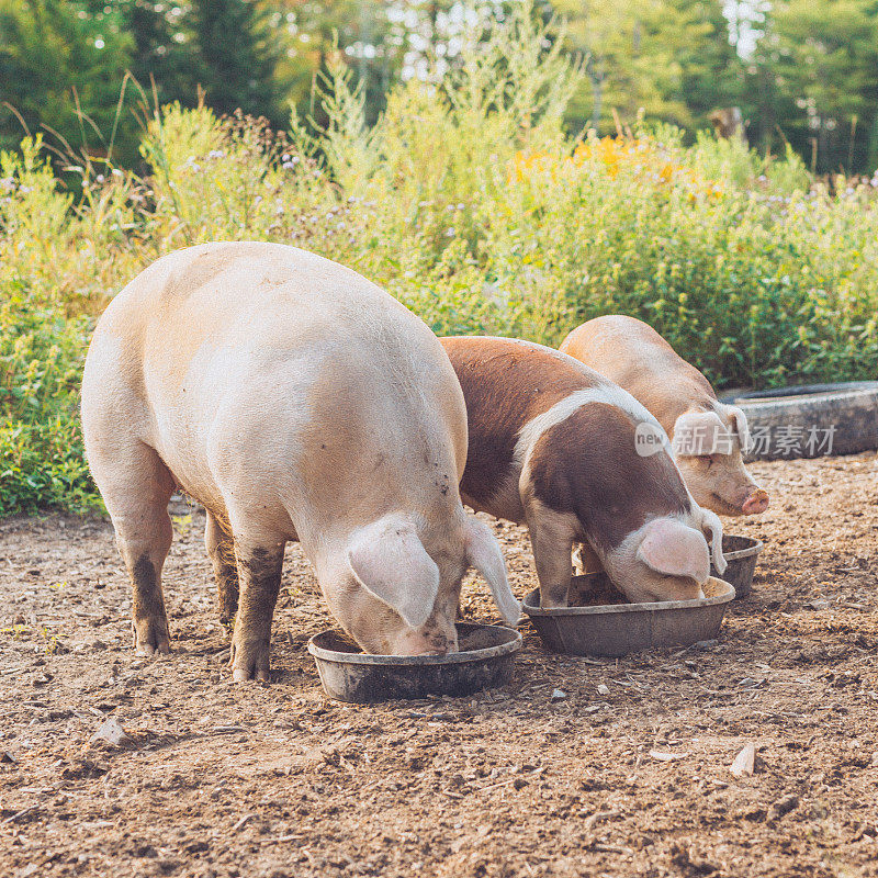 三只农场猪在一起吃饭
