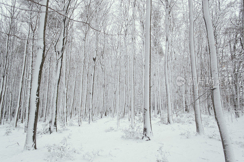 下雪的森林